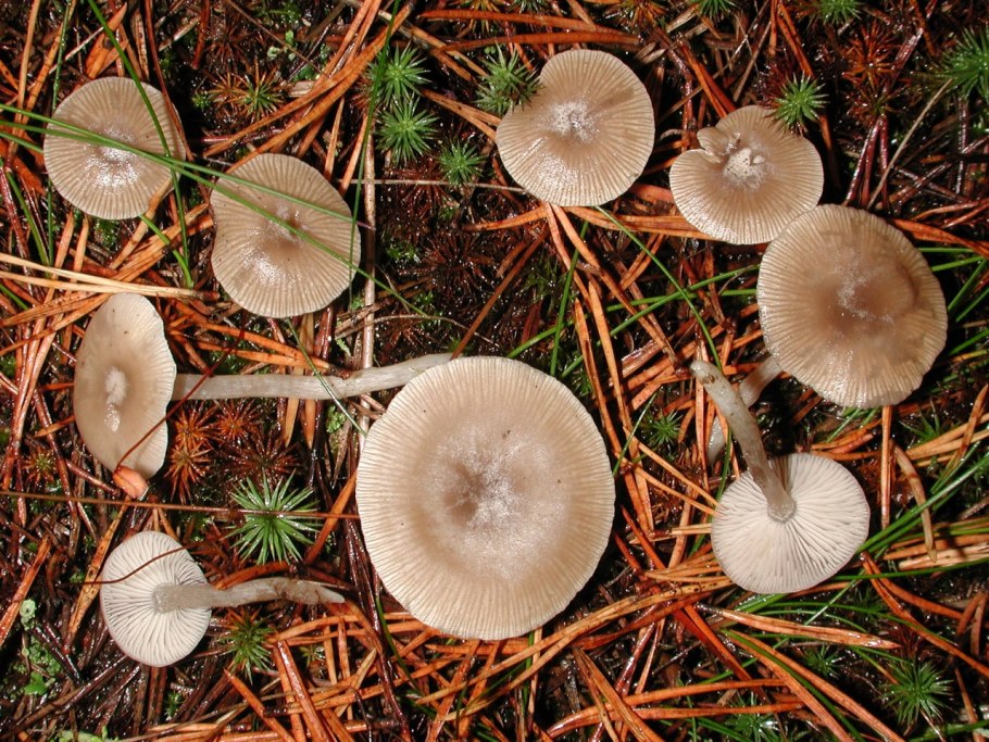 Говорушка беловатая (Clitocybe rivulosa)