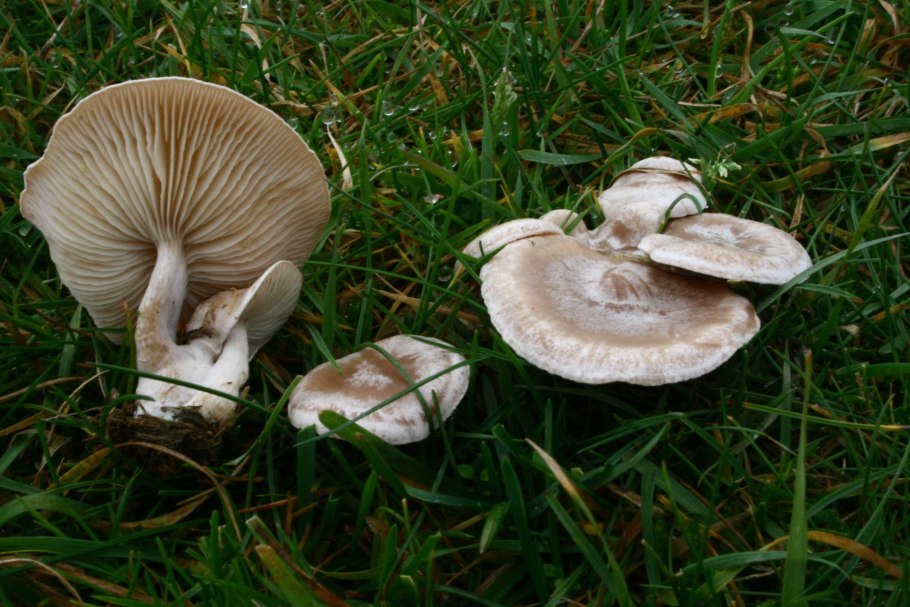 Говорушка беловатая (Clitocybe dealbata)