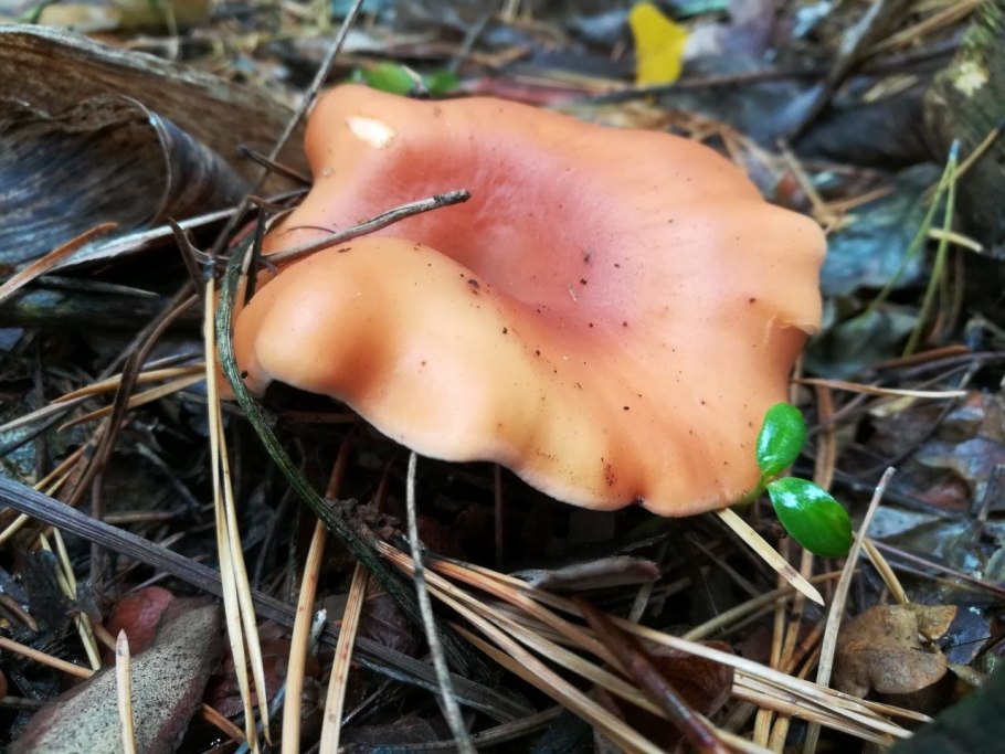 Говорушка Полевая