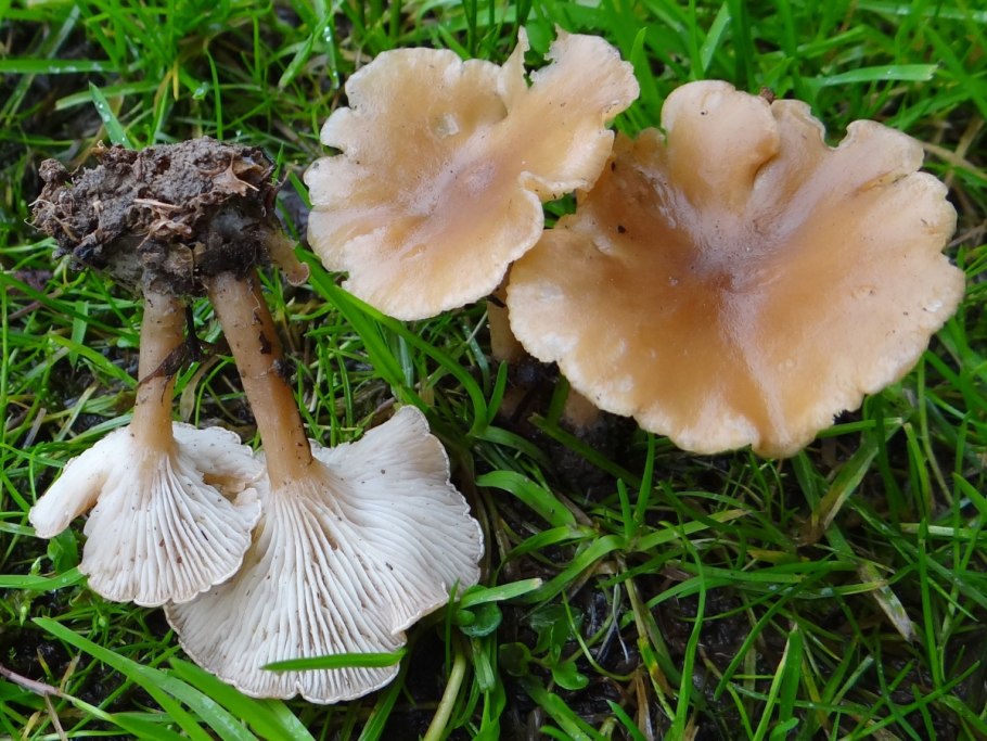 Лисичка ложная Hygrophoropsis aurantiaca
