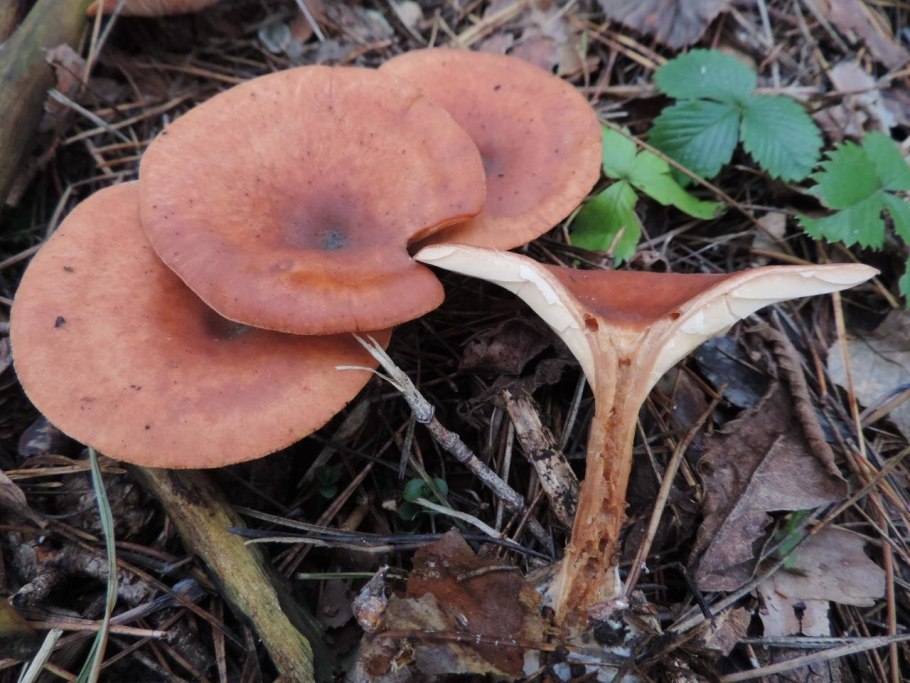 Говорушка красноватая ядовитая