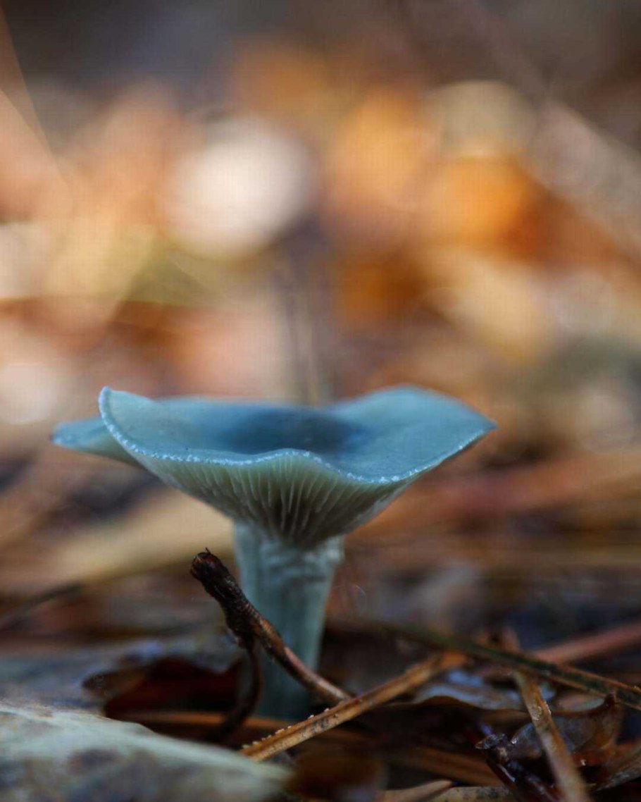 Говорушка Перевёрнутая Paralepista flaccida