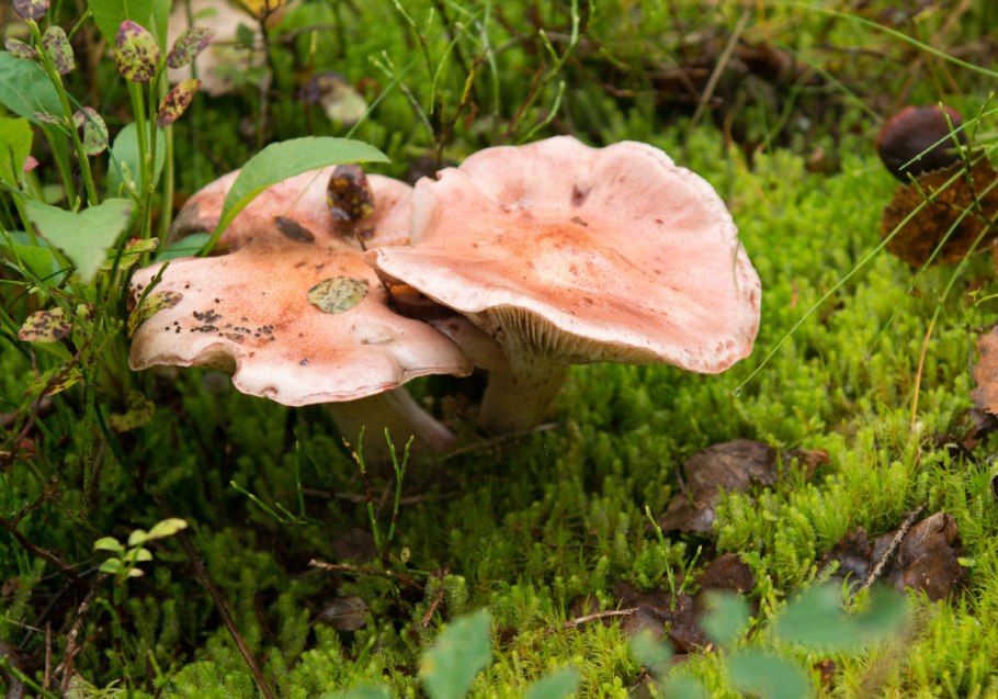 Разновидность рыжиков грибов фото