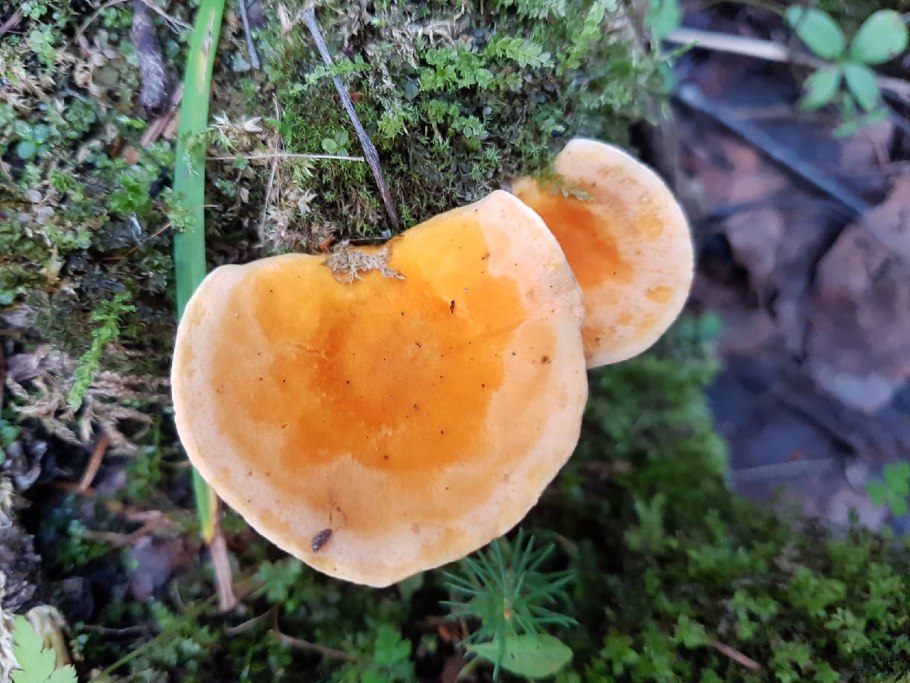 Гриб говорушка Полевая