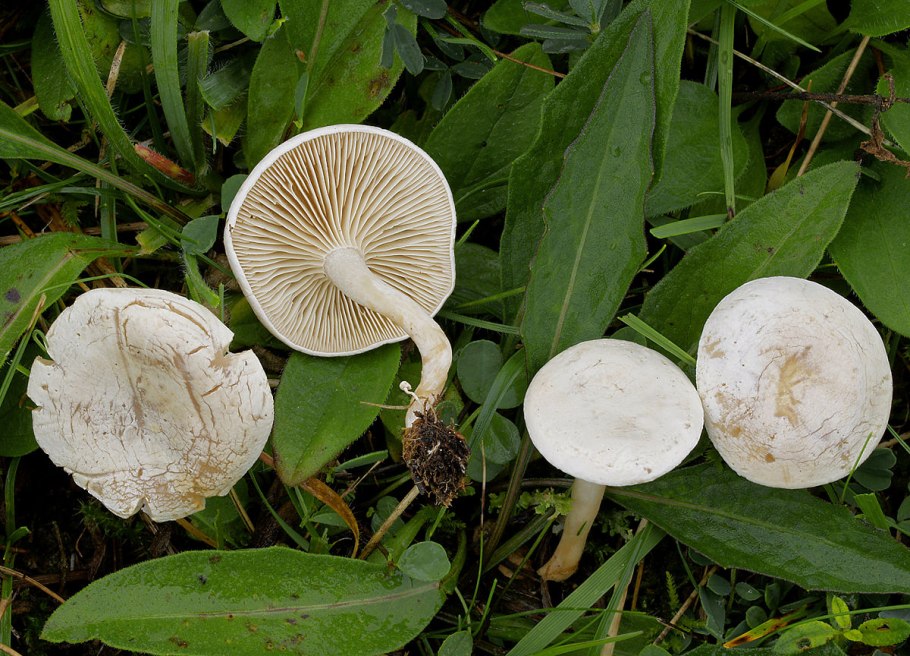 Говорушка беловатая (Clitocybe dealbata)