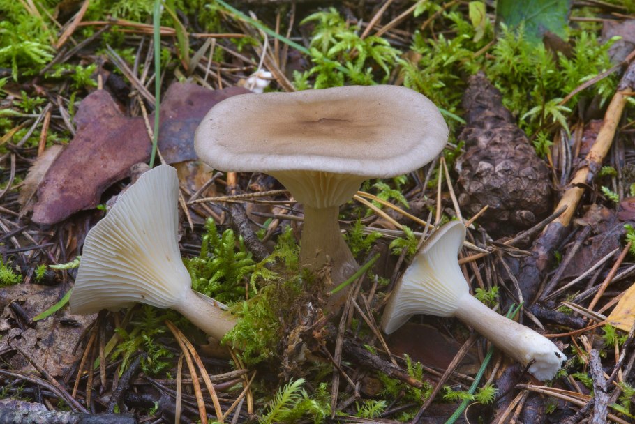 Говорушка беловатая съедобная