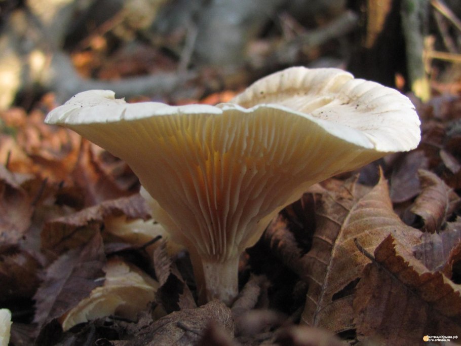 Clitocybe rivulosa