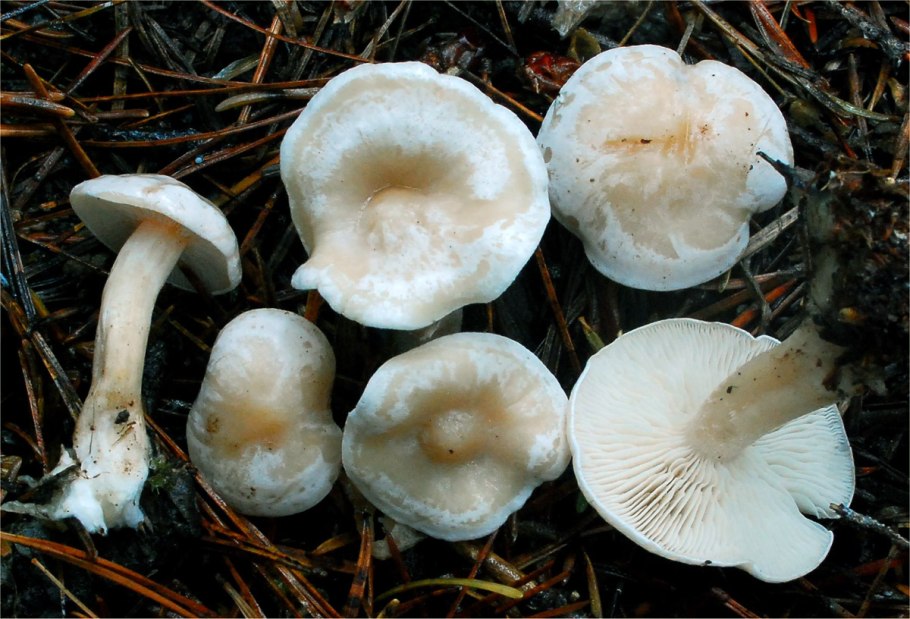 Говорушка беловатая (Clitocybe rivulosa)