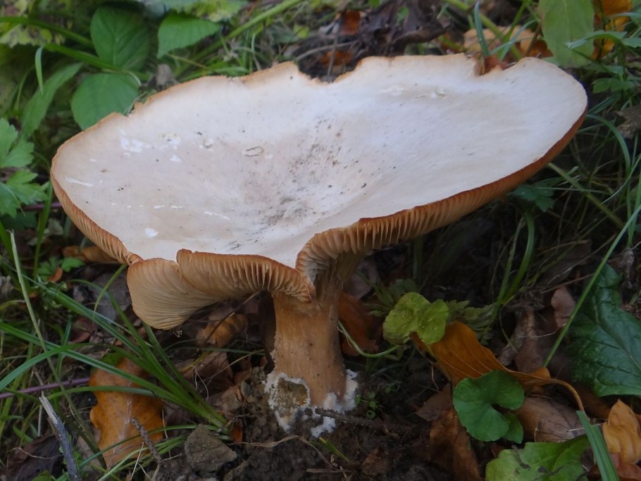 Дымчатая говорушка Clitocybe nebularis