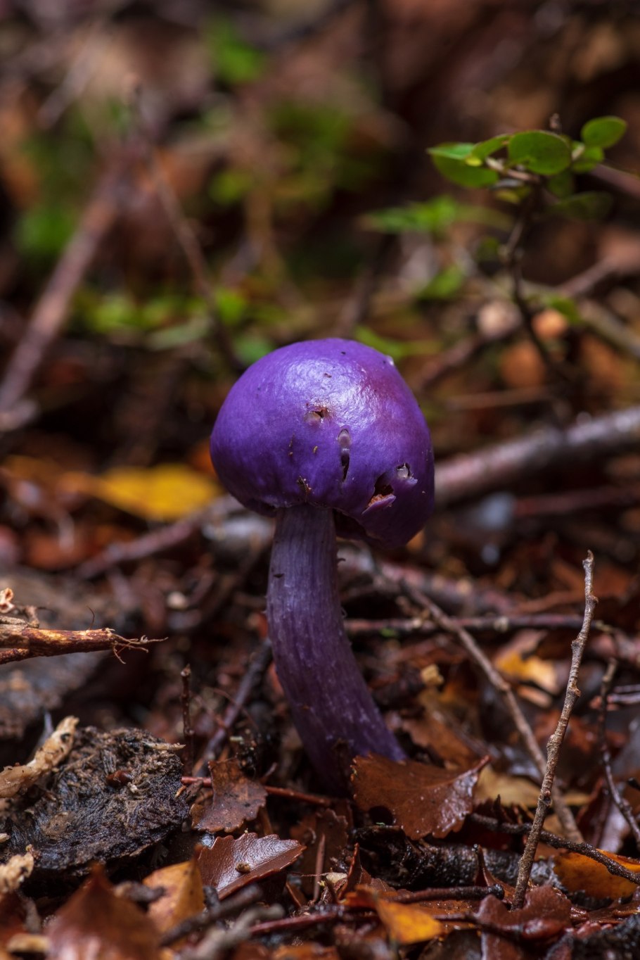Russula azurea