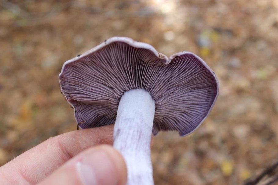 Рядовка серая Tricholoma portentosum.