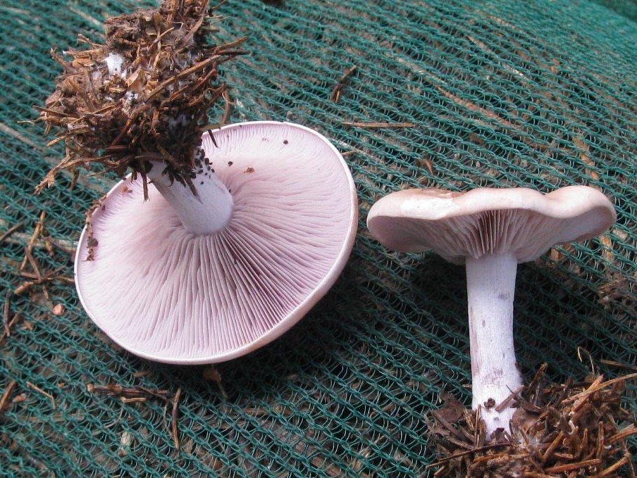 Гриб Russula cyanoxantha