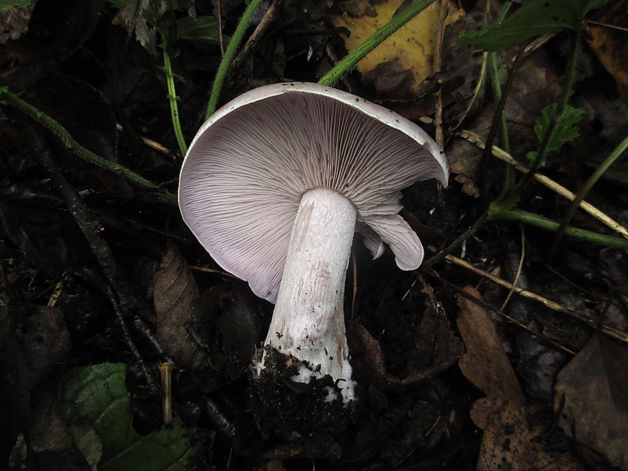 Рядовка серая Tricholoma portentosum.
