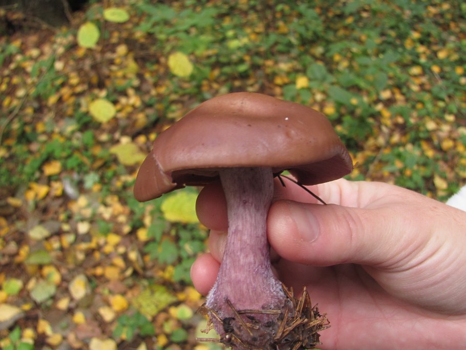 Гриб Russula cyanoxantha