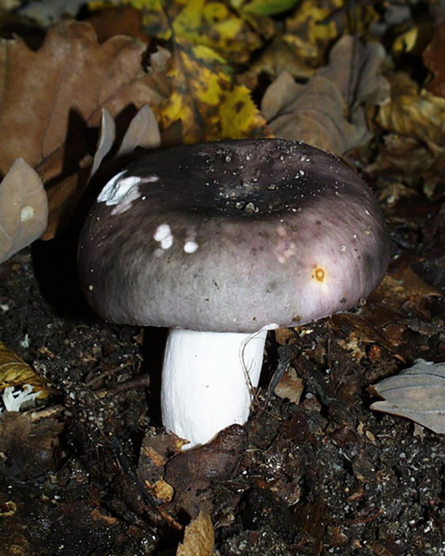 Гриб Russula cyanoxantha