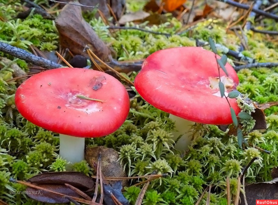 Разноцветные грибы сыроежки