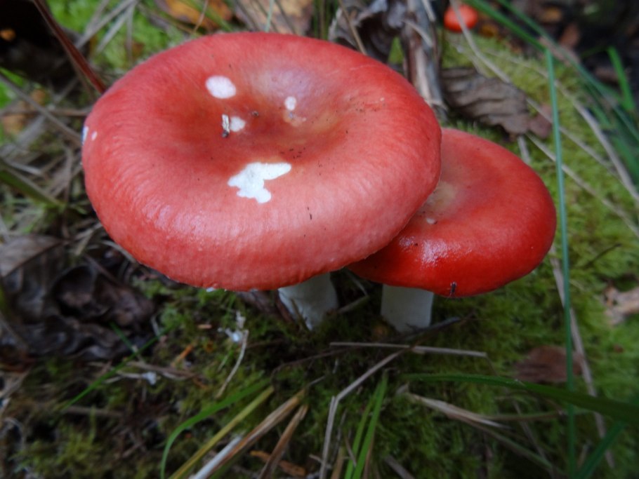 Russula rubra