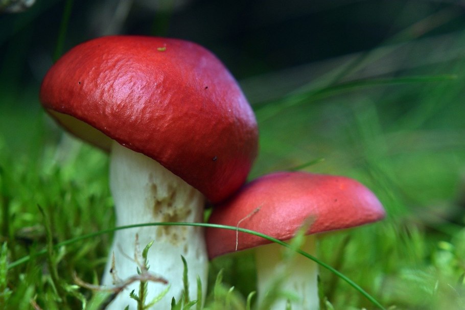 Грибы Toadstool