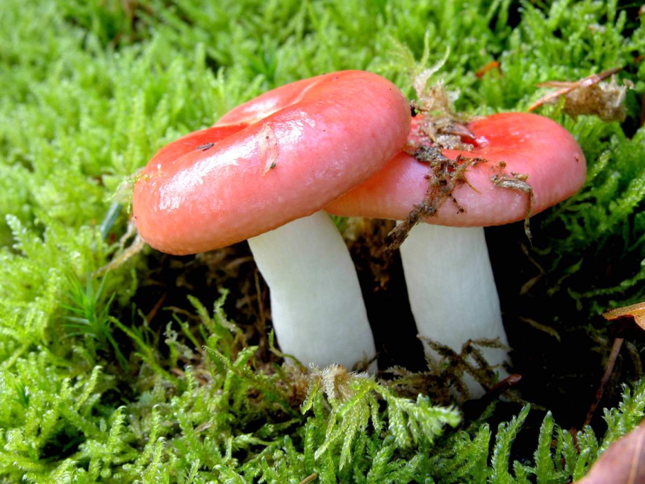Сыроежка жгучеедкая (Russula emetica)
