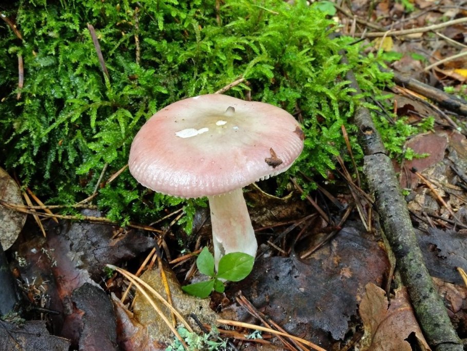 Сыроежка изящнейшая