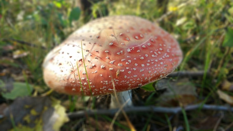 Бабка с мухоморами