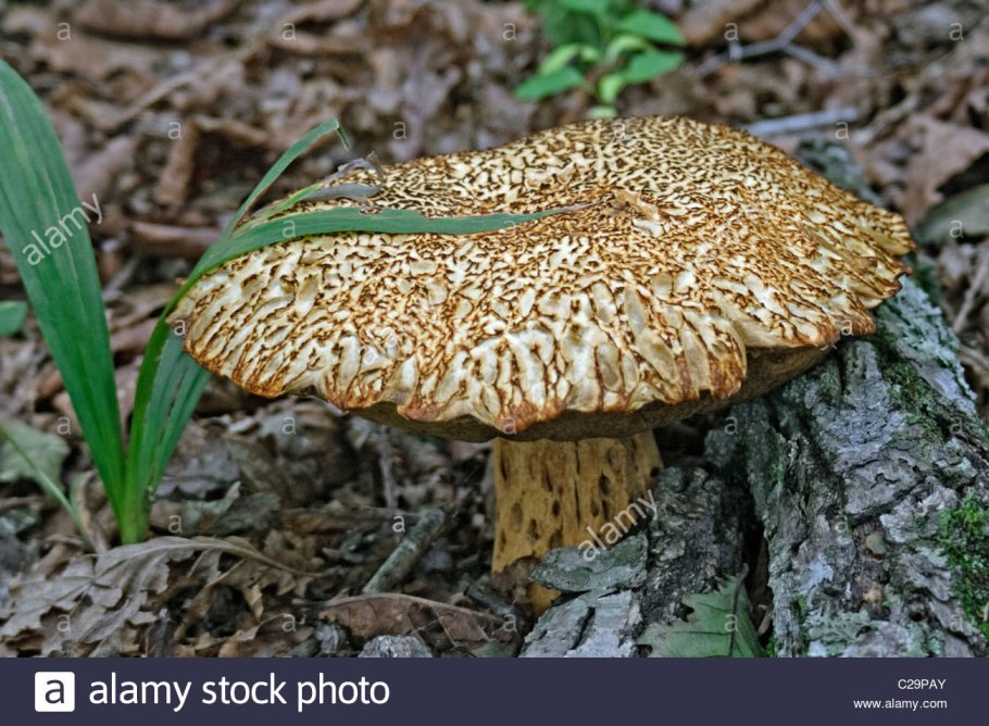 Гриб обабок Дальневосточный