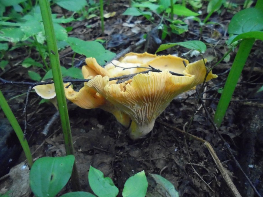 Бабки за грибами