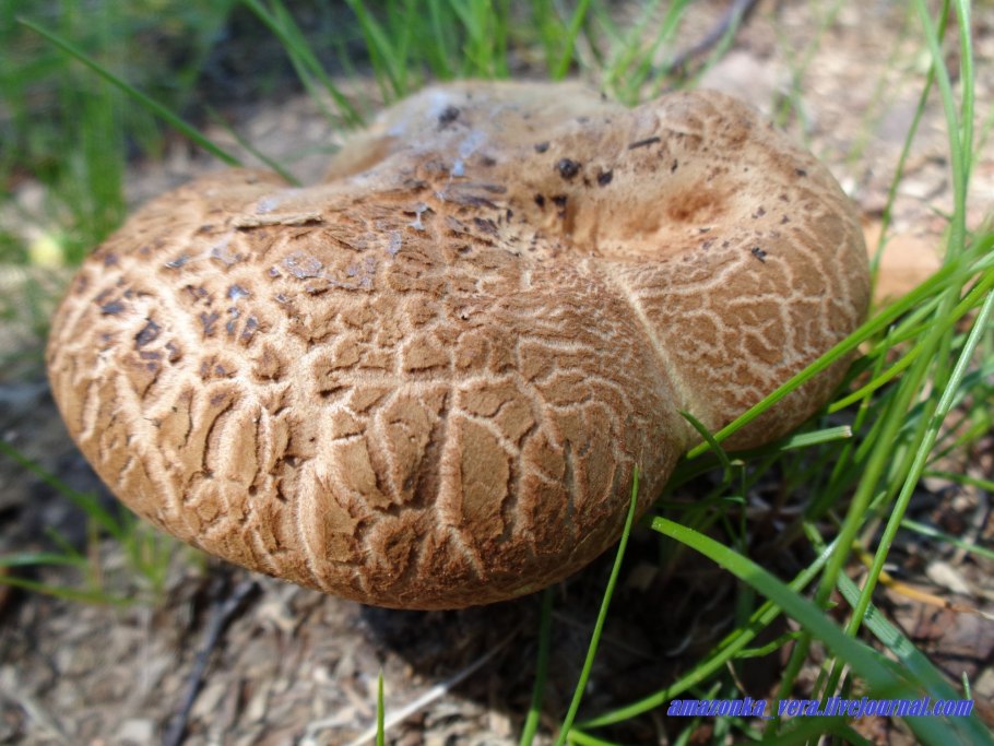 Грибы растущие под березами