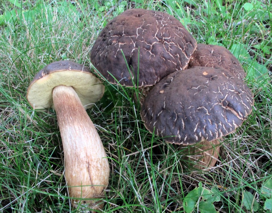 Обабок чернеющий гриб