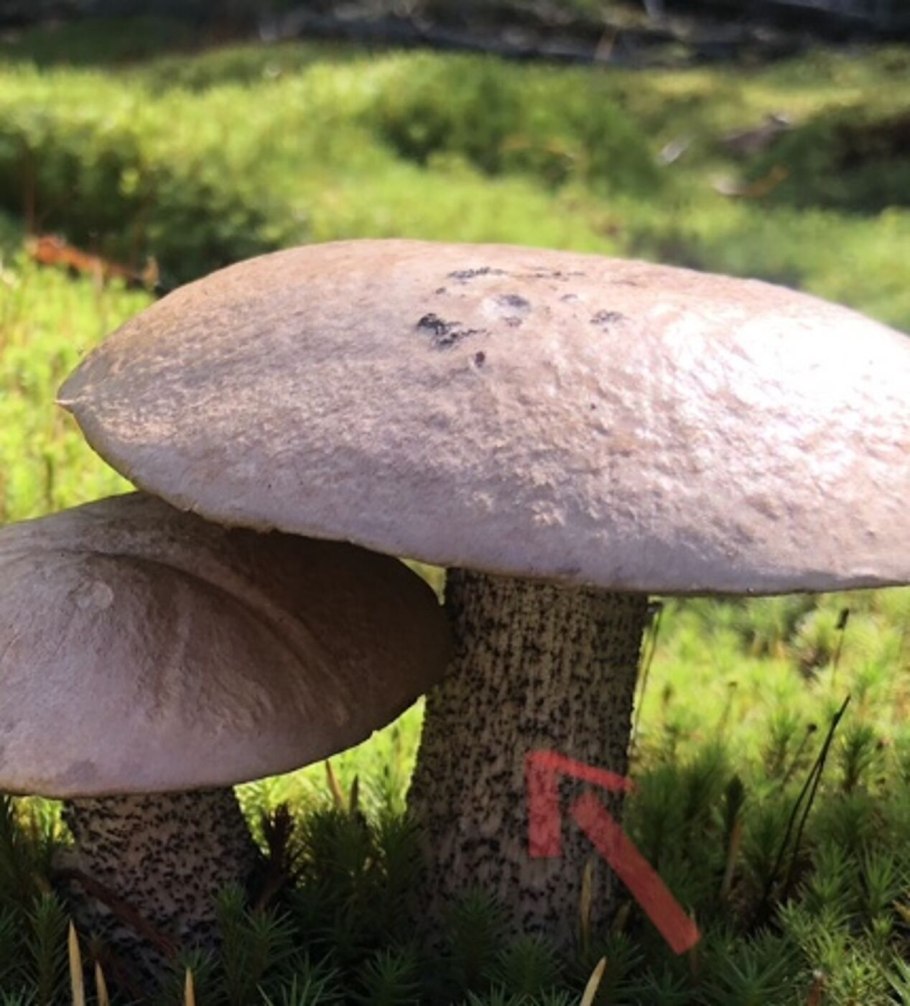 Грибы бабки