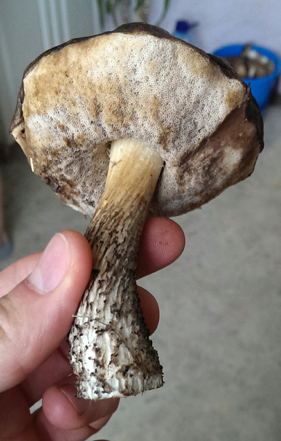 Бабуля с грибами