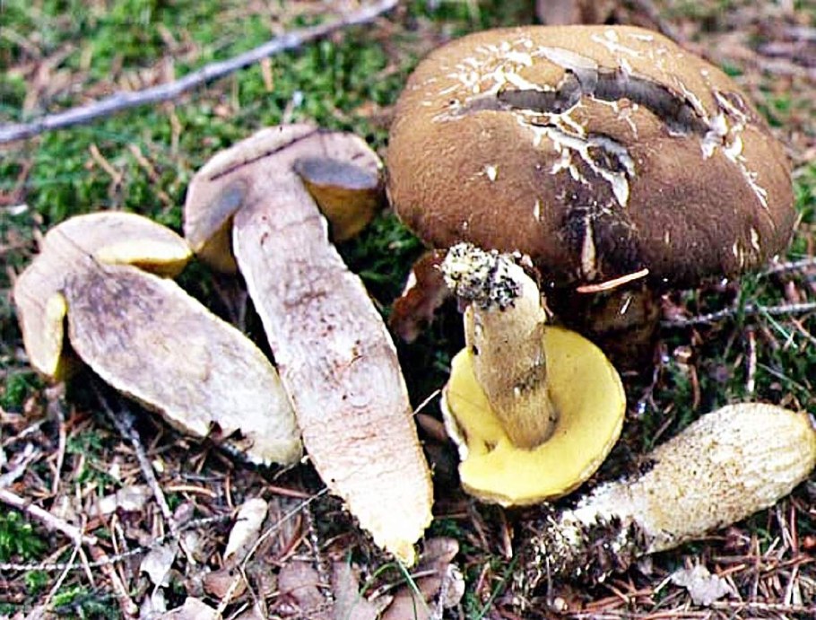 Обабок чернеющий