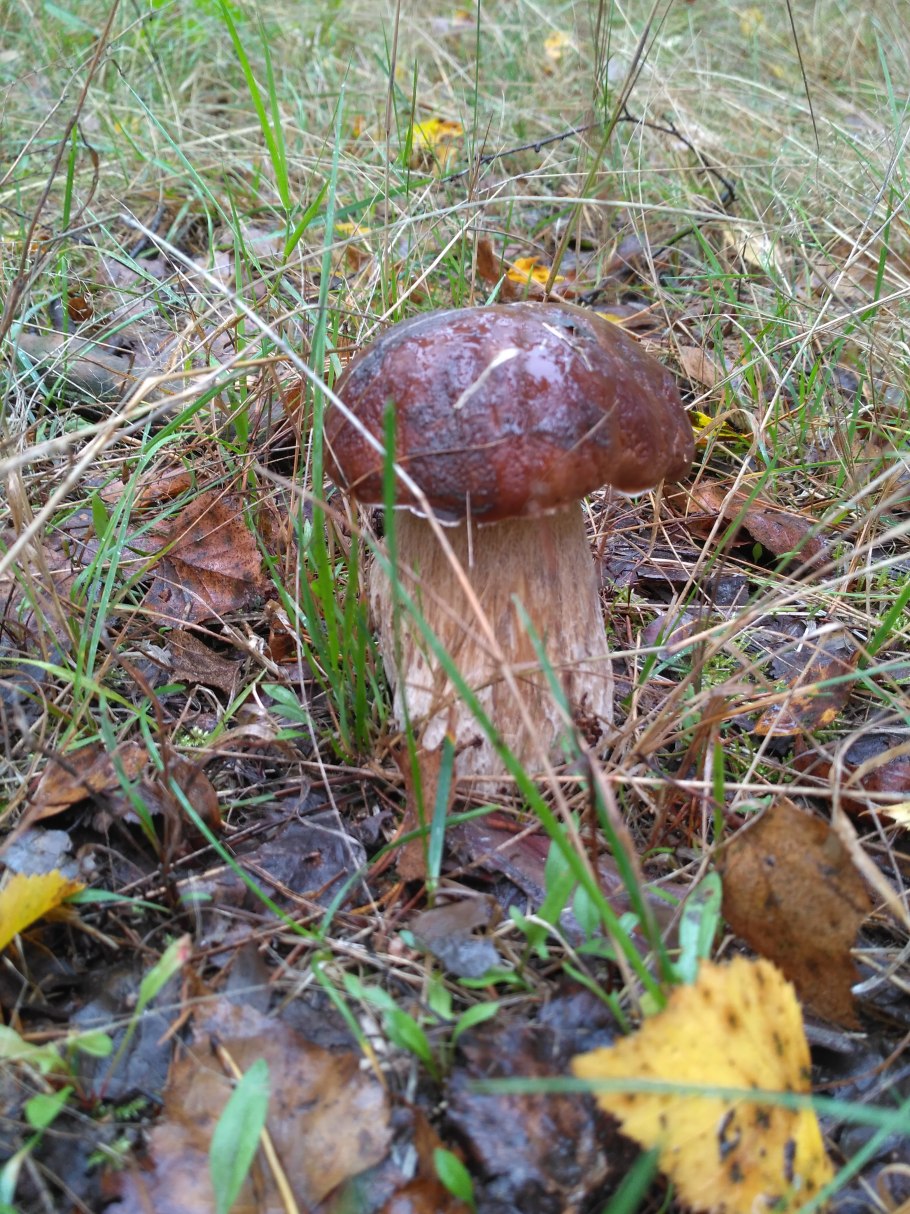 Старуха с грибами