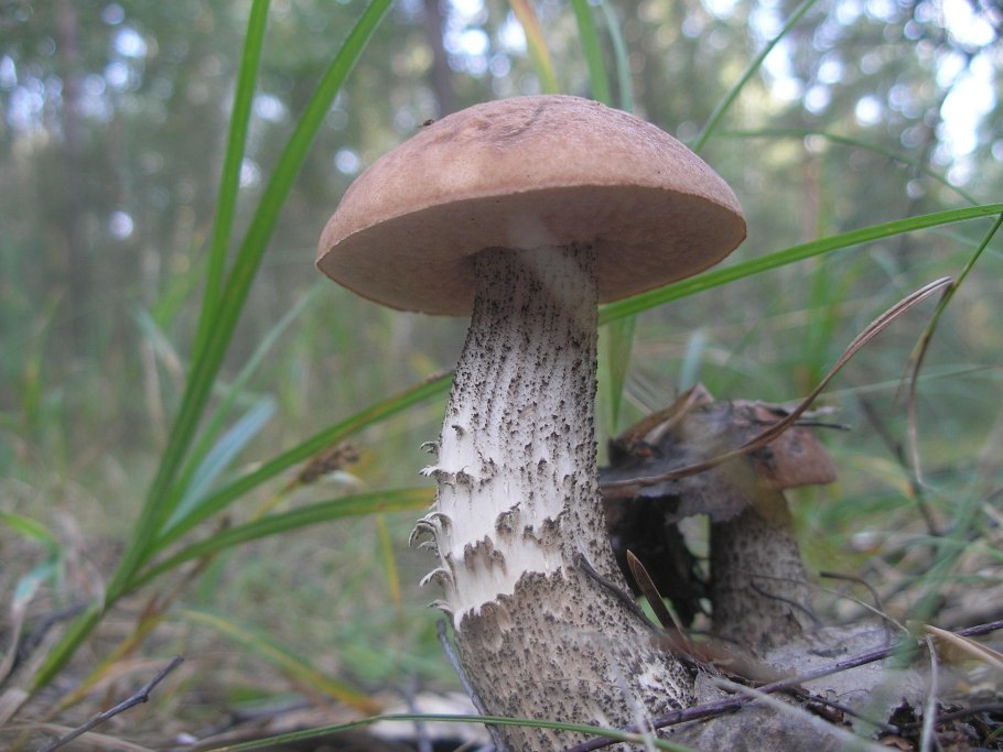 Грибы бабки