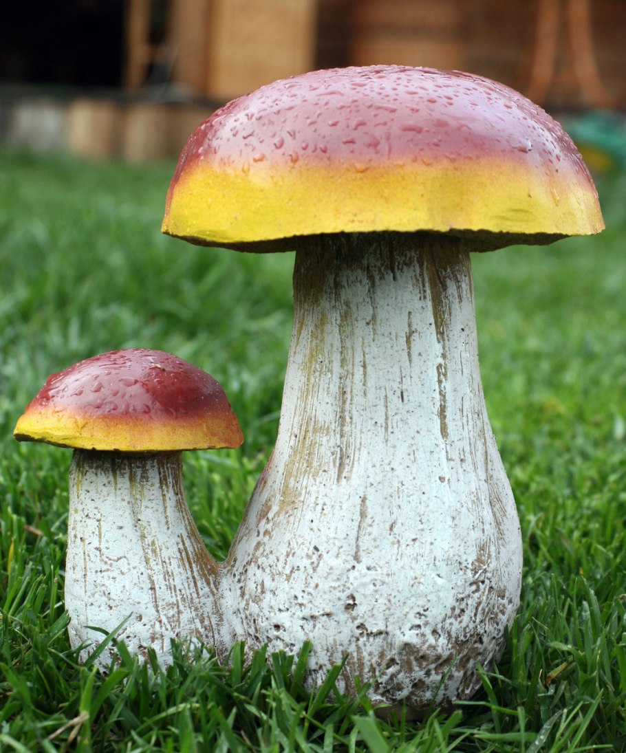 Грибы бабки