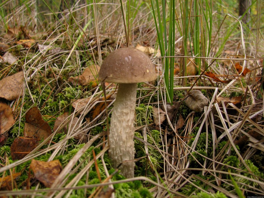 Грибы обабки обабки