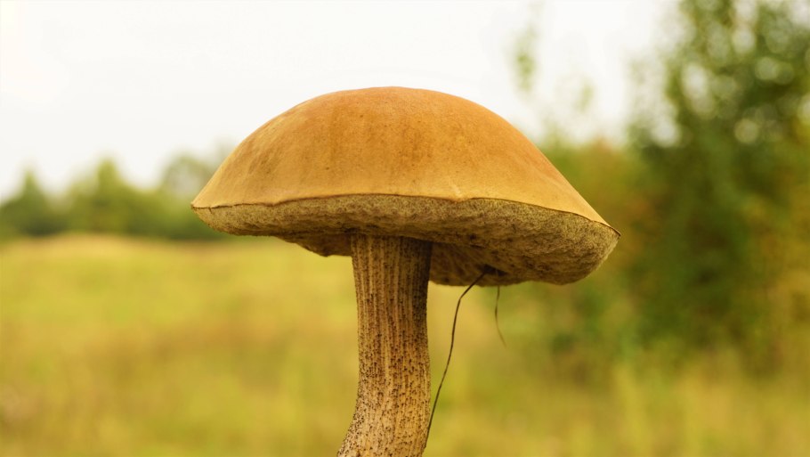 Грибы бабки