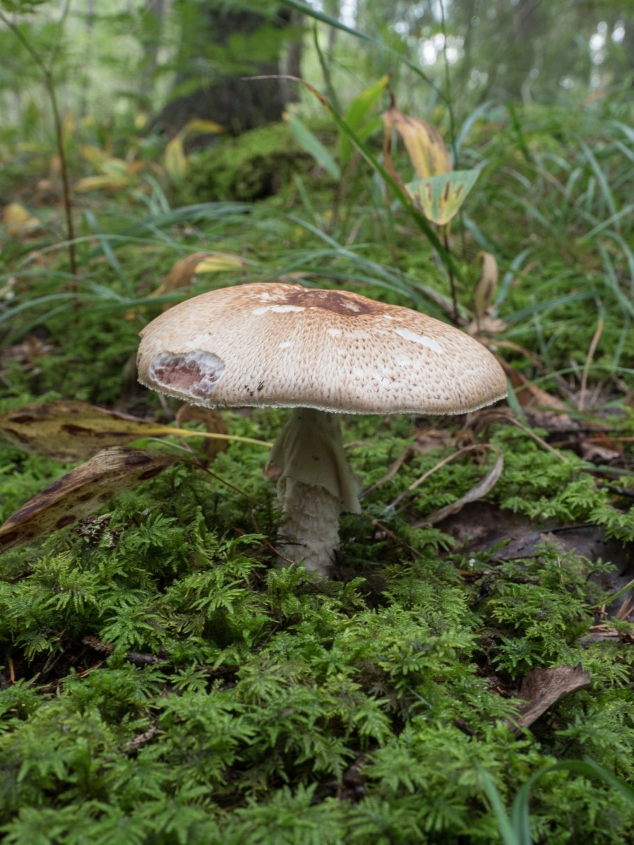 Шампиньон августовский Agaricus augustus