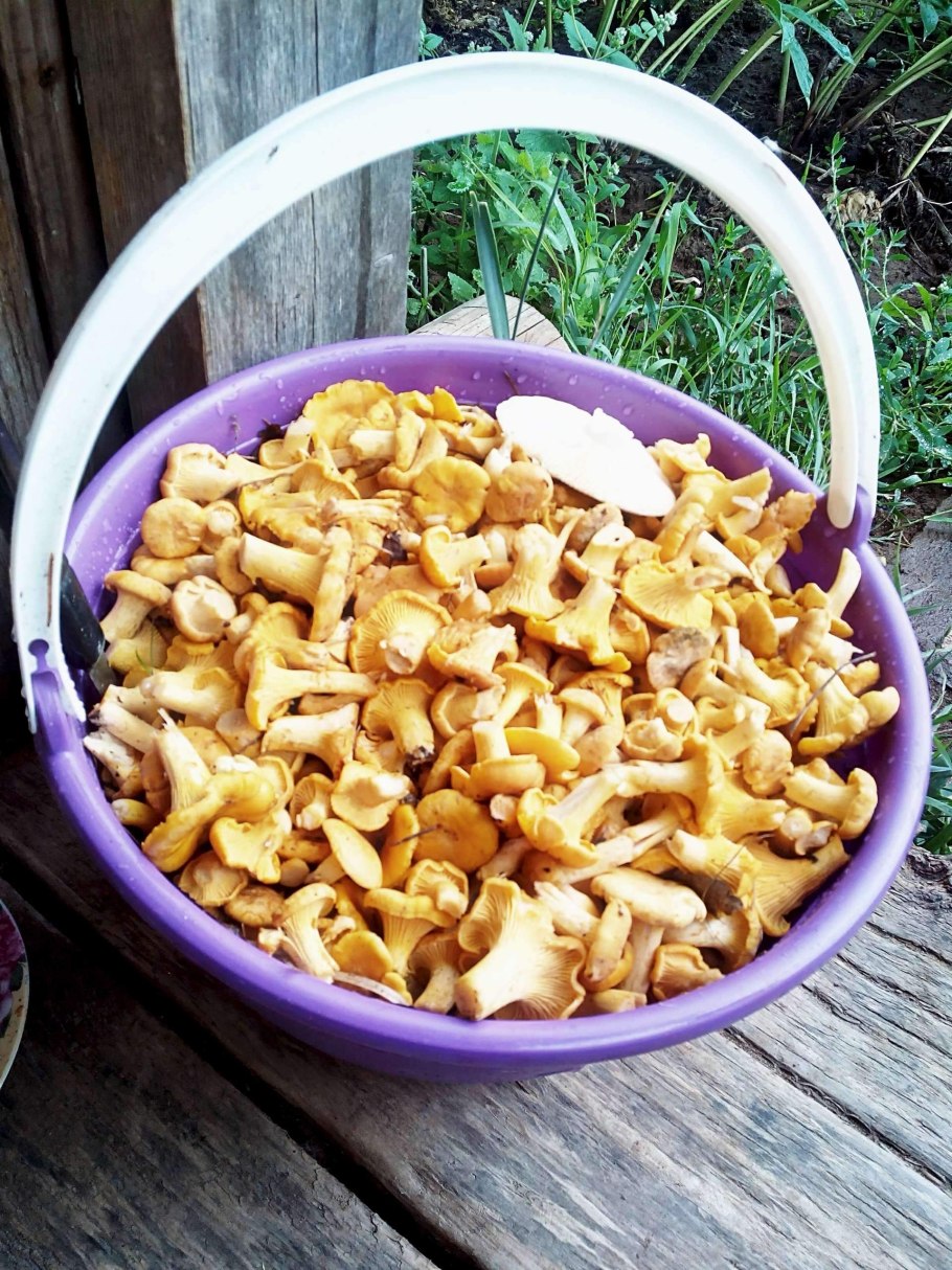 Куриная бабка с грибами