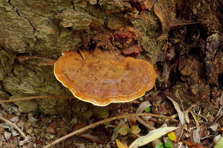 Бабушка грибник