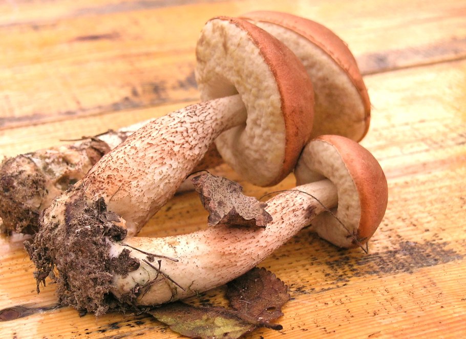 Минеральные соли в грибах