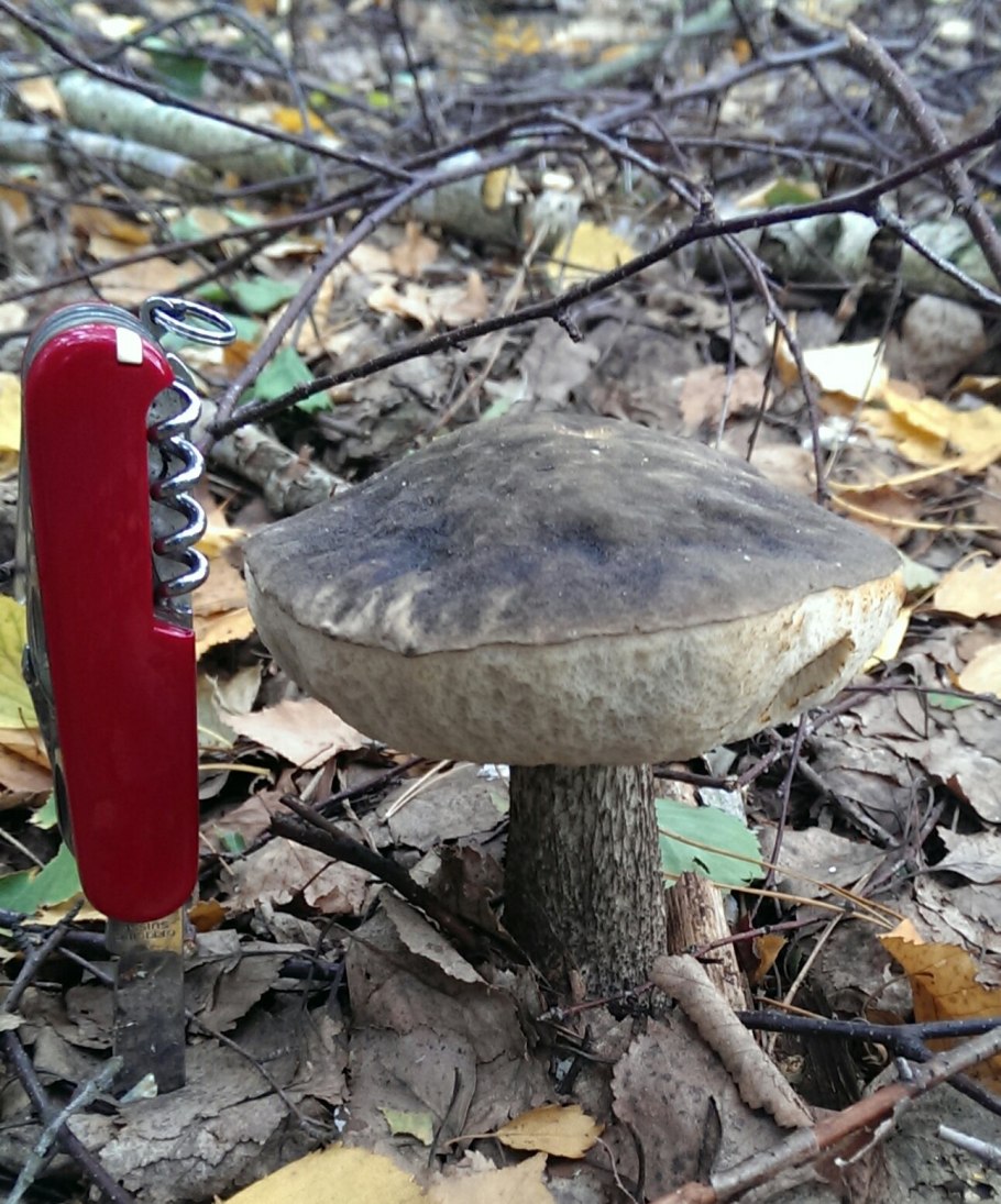 Гриб бабка фото