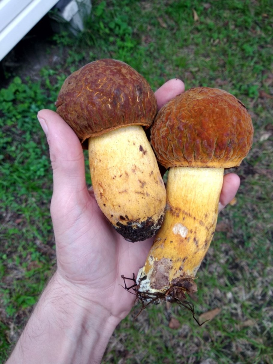 Гриб обабок Дальневосточный