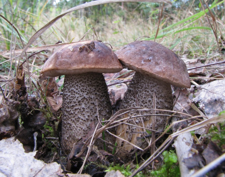 Leccinum scabrum (bull.) Gray – подберезовик