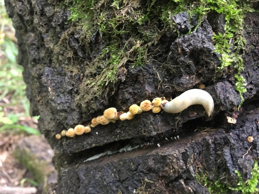 Грибная теория