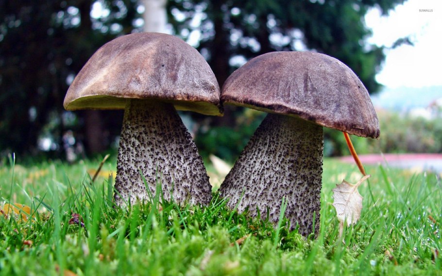 Мицелий гриба подберезовика