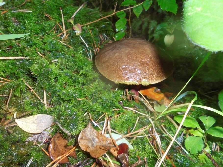 Гриб моховик пёстрый