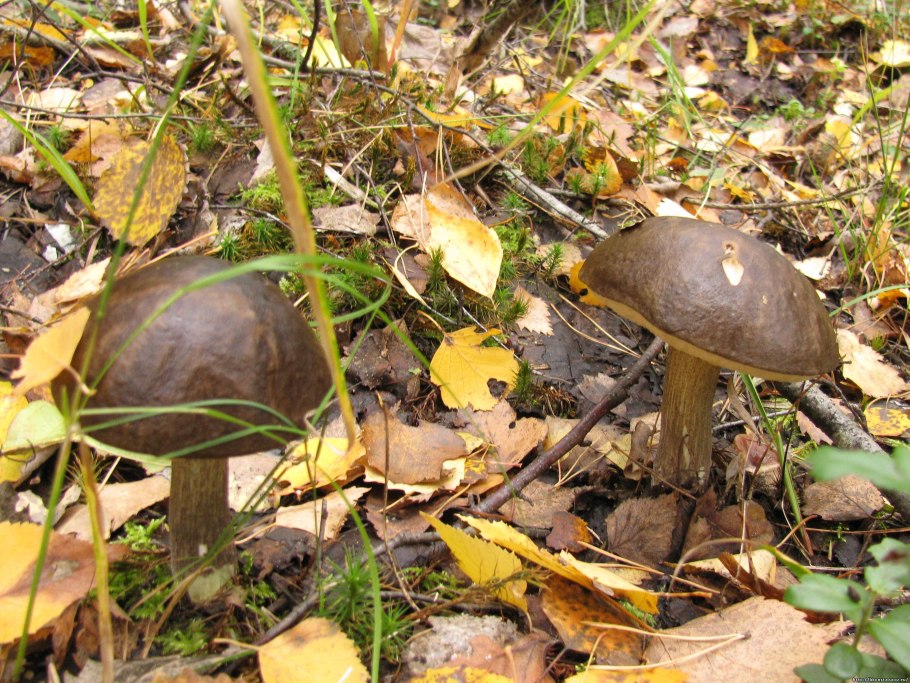 Грибы бабки