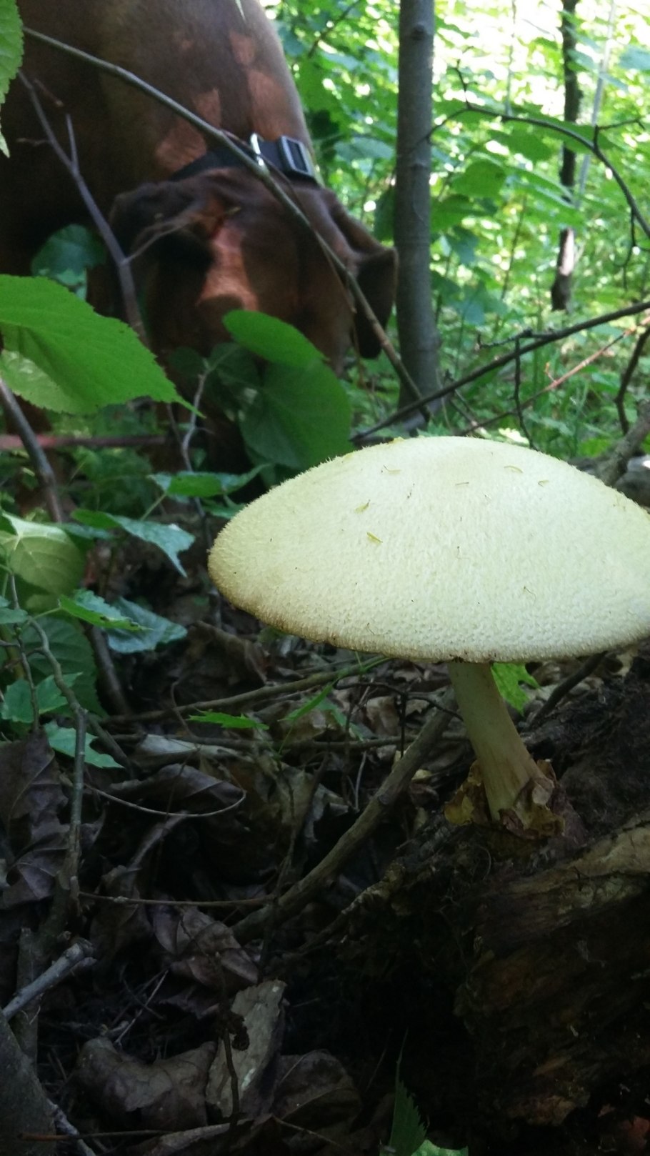 Вольвариелла шелковистая фото