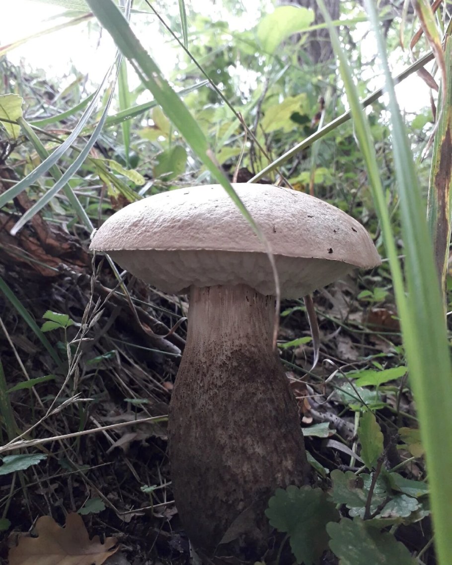 Грибы со вкусом рыбы